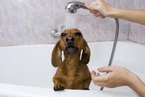 Animais e Sustentabilidade – Dicas ecológicas para os pets